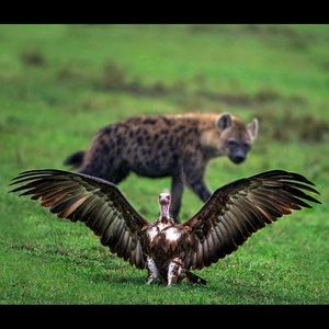 Meet your Posher, Larai